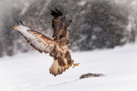 Workshop: Zimn� fotografovanie drav�ch vt�kov v �tiavnick�ch vrchoch (24.1.2026 od 08:00)