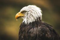 Workshop: Jarn� fotografovanie drav�ch vt�kov v �tiavnick�ch vrchoch